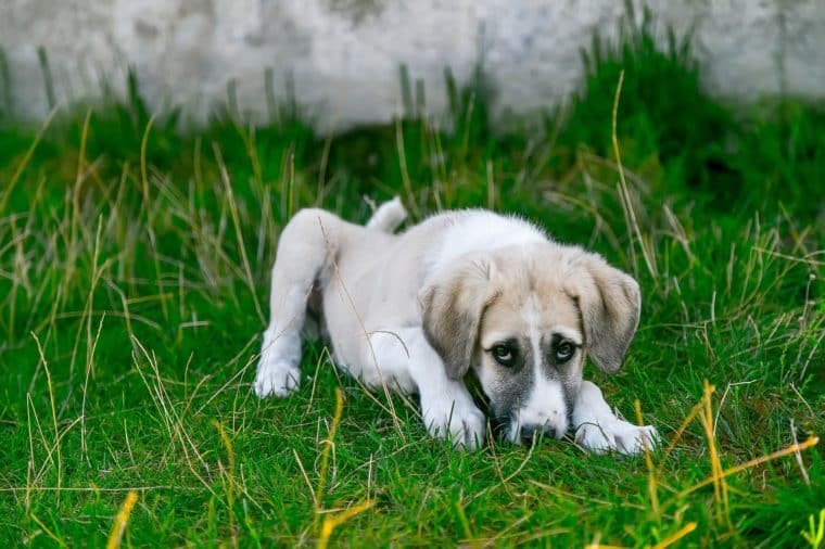 Viruela del mono en perros: ¿cuáles son los síntomas y cómo se puede prevenir?