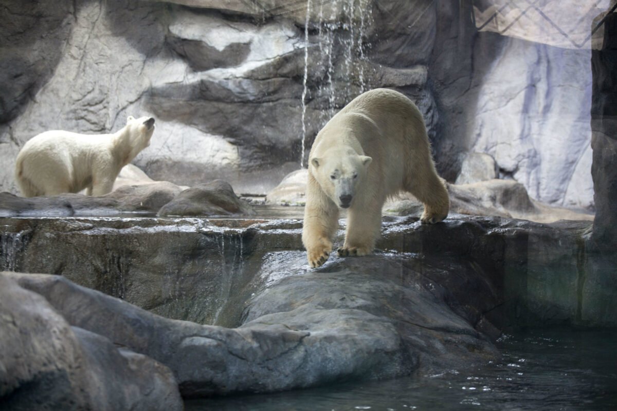 Qué se sabe de la primera cría de oso polar que nació en Latinoamérica 