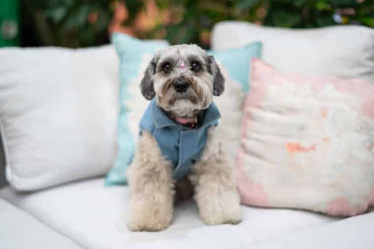 Entrevista a Marian Melo, Perrita Laika Schnauzer, Entrevista mascota Schnauzer, Raza alemana Schnauzer, Historia de Laika Schnauzer, Dueña de Schnauzer Laika, Vida de Laika Schnauzer, Cuidados del Schnauzer alemán, Personalidad del Schnauzer Laika, Mascotas famosas Schnauzer, Experiencias con Schnauzer Laika, Entrevista sobre perros Schnauzer, Vínculo entre Marian y Laika Schnauzer, Schnauzer inteligente y cariñoso, Laika, la Schnauzer de Marian Melo, El Diario, Jose Daniel Ramos